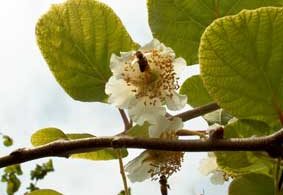 actinidia