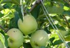 pomacce