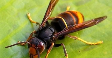 vespavelutinapersito