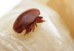 varroa3