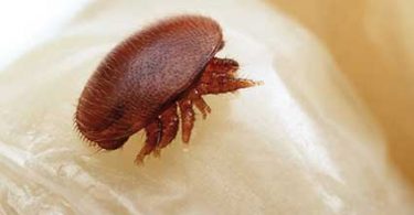 varroa3