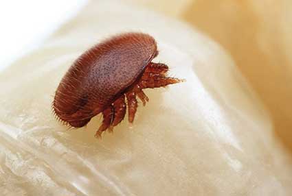 varroa3
