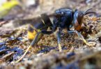 vespa velutina