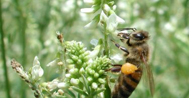 ape polline meliloto