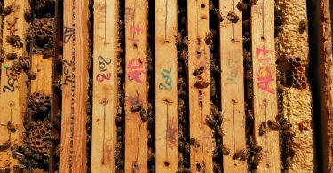 furto-gattinara-2019-2