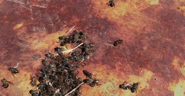 avvelenamento aprile2019