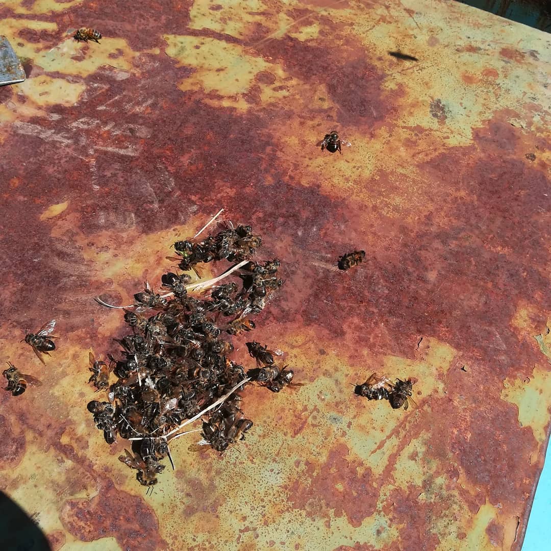 avvelenamento aprile2019